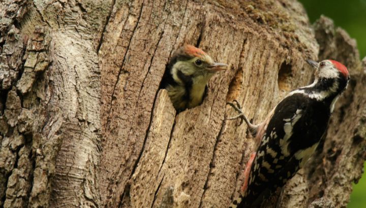 Préservez la biodiversité à Livry ? Rejoignez-nous !